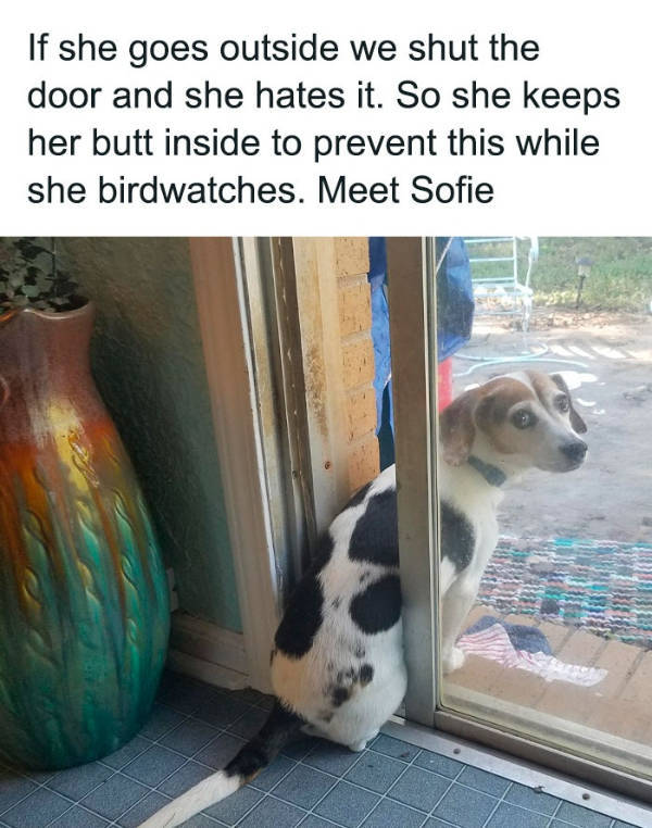 wholesome pictures that feel like a warm hug 30 pics 7.html - 30 HD Photos | Premium Gallery 2026