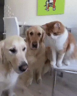 daily gifdump 48 gifs 6.html - 1 HD GIF | Premium Gallery 2026