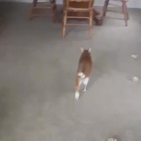 daily gifdump 48 gifs 6.html - 1 HD GIF | Premium Gallery 2026