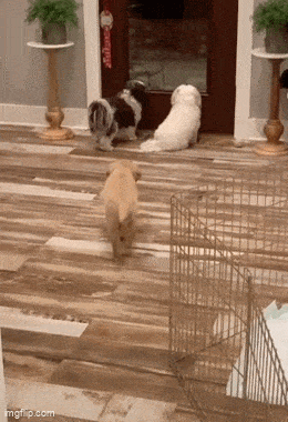 daily gifdump 48 gifs 6.html - 1 HD GIF | Premium Gallery 2026