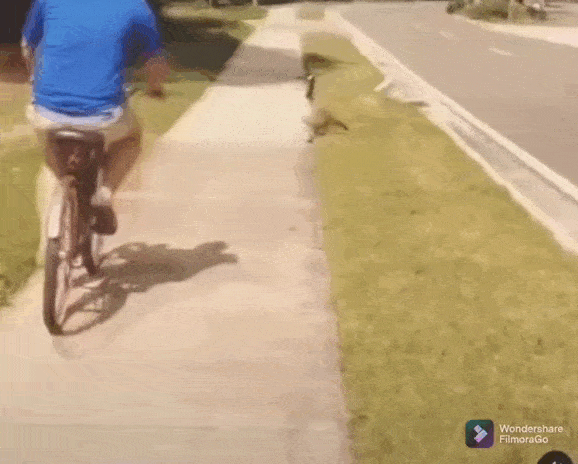 daily gifdump 48 gifs 6.html - 1 HD GIF | Premium Gallery 2026