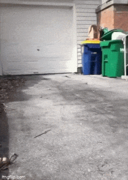 daily gifdump 49 gifs 10.html - 1 HD GIF | Premium Gallery 2026