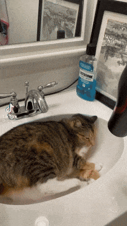 daily gifdump 49 gifs 10.html - 1 HD GIF | Premium Gallery 2026