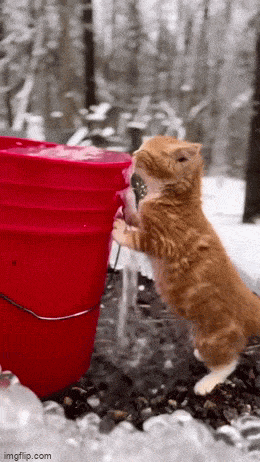 daily gifdump 49 gifs 10.html - 1 HD GIF | Premium Gallery 2026