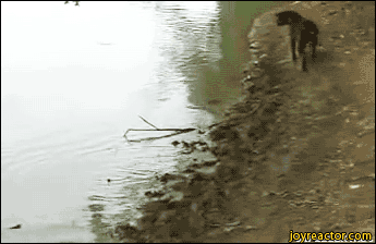 daily gifdump 49 gifs 10.html - 1 HD GIF | Premium Gallery 2026