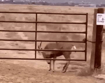 daily gifdump 49 gifs 10.html - 1 HD GIF | Premium Gallery 2026