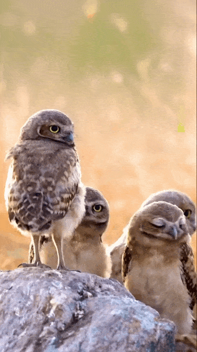 daily gifdump 49 gifs 10.html - 1 HD GIF | Premium Gallery 2026