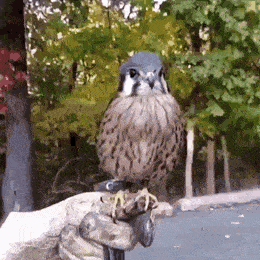 daily gifdump 49 gifs 10.html - 1 HD GIF | Premium Gallery 2026