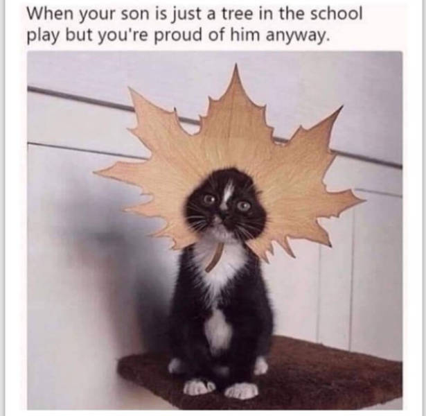 cats being absolute weirdos 37 pics 8.html - 37 HD Photos | Premium Gallery 2026