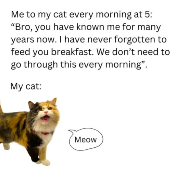 cats being absolute weirdos 37 pics 8.html - 37 HD Photos | Premium Gallery 2026