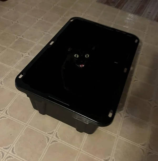 Cats Being Absolute Weirdos