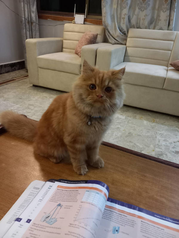 Cats Being Absolute Weirdos