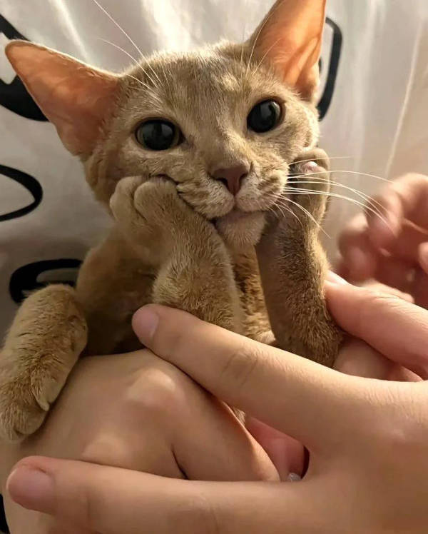 Cats Being Absolute Weirdos