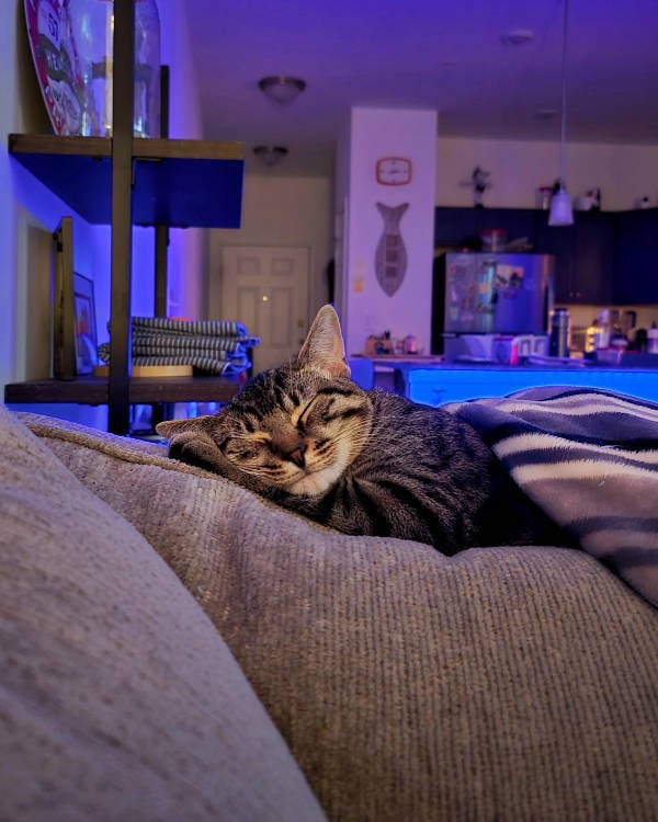 Cats Being Absolute Weirdos