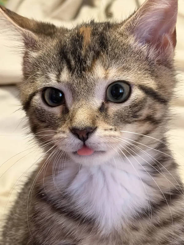 Cats Being Absolute Weirdos