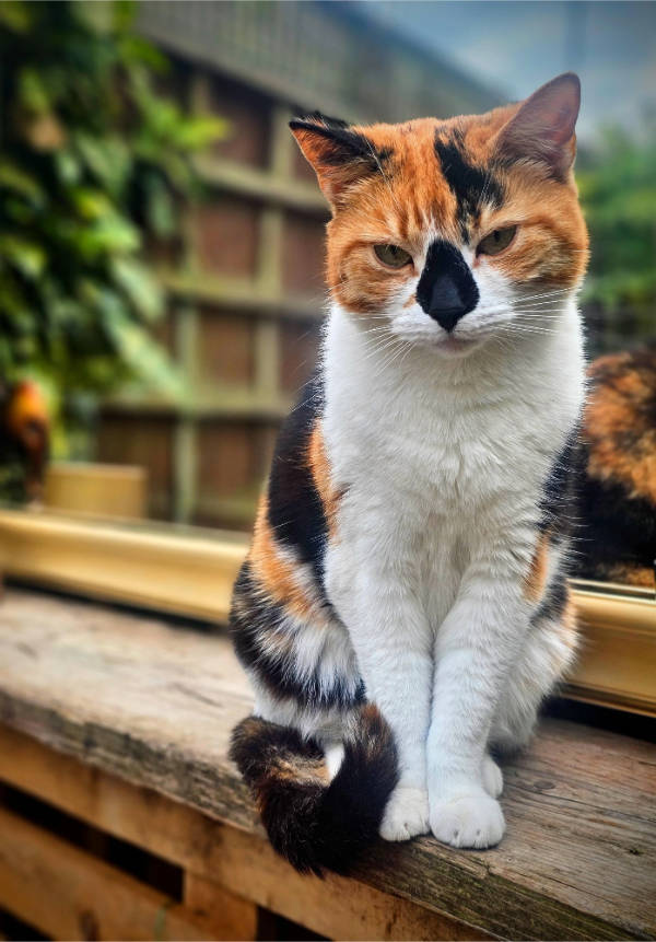 Cats Being Absolute Weirdos