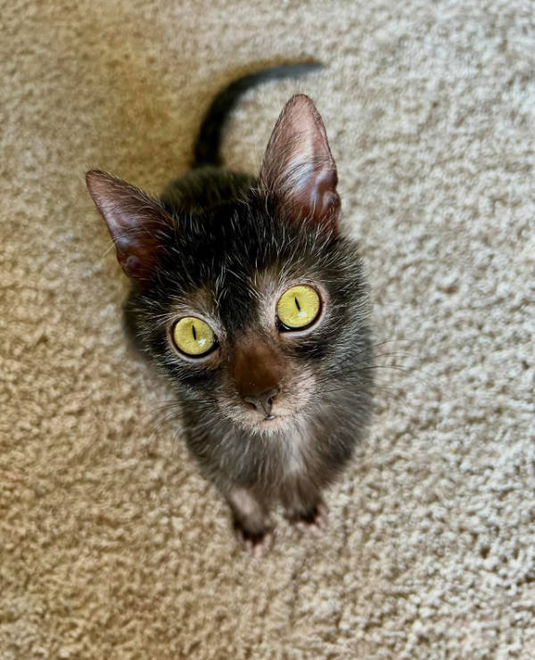 cats being absolute weirdos 37 pics 8.html - 37 HD Photos | Premium Gallery 2026