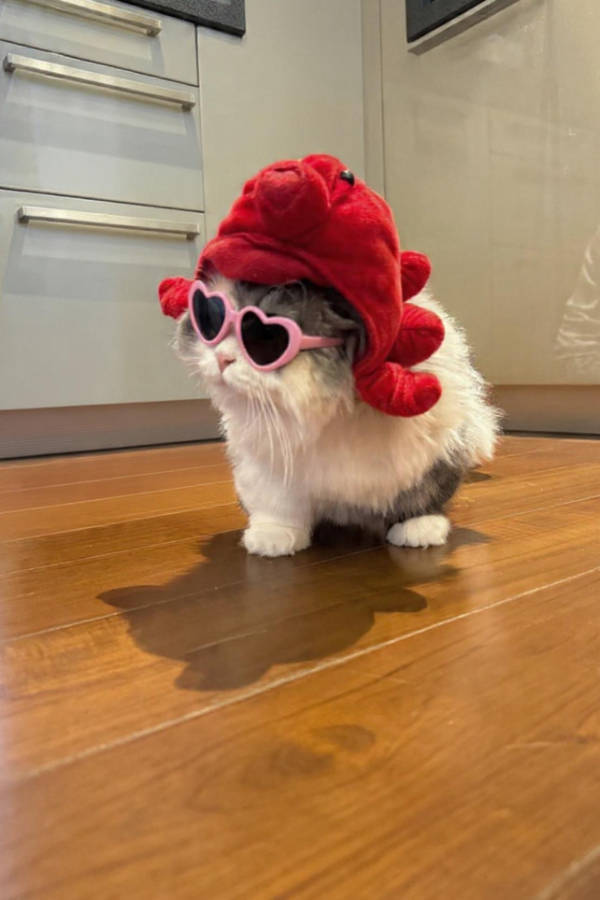 cats being absolute weirdos 37 pics 8.html - 37 HD Photos | Premium Gallery 2026