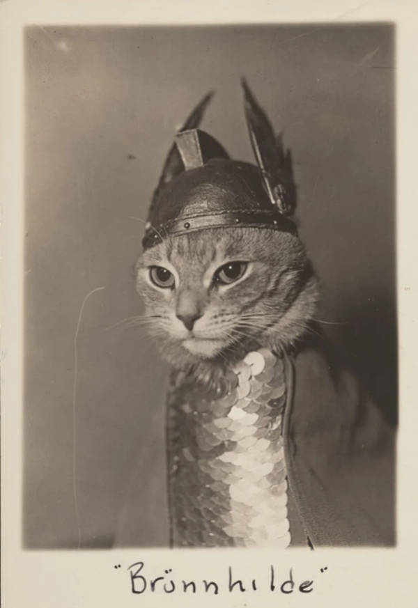 cats being absolute weirdos 37 pics 8.html - 37 HD Photos | Premium Gallery 2026