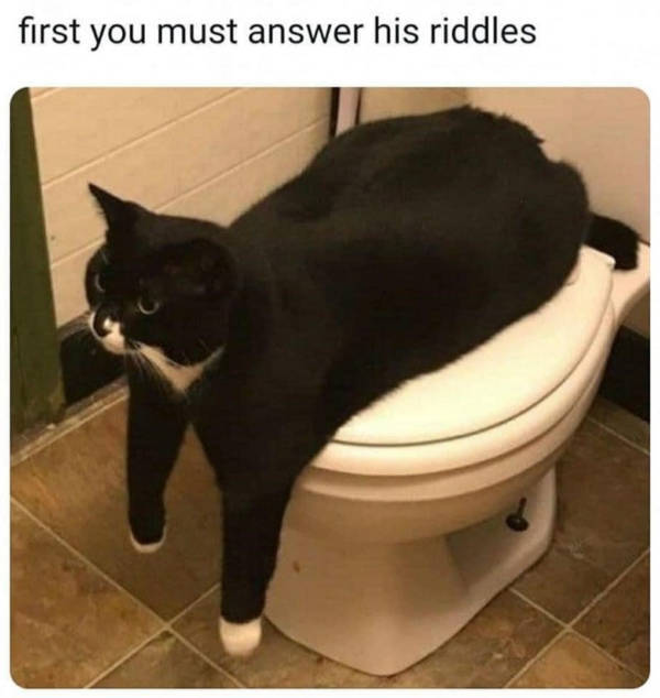 cats being absolute weirdos 37 pics 8.html - 37 HD Photos | Premium Gallery 2026