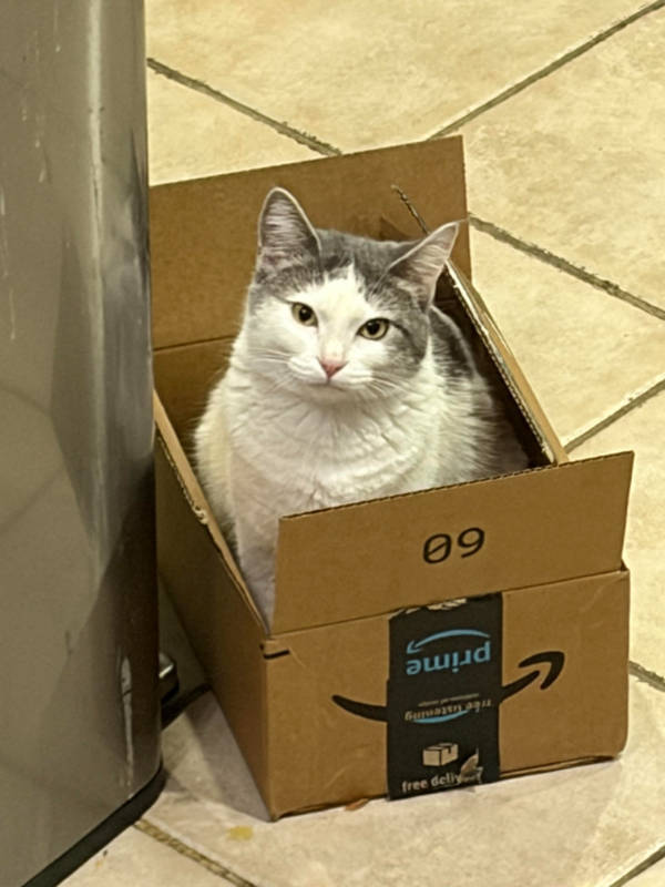 cats being absolute weirdos 37 pics 8.html - 37 HD Photos | Premium Gallery 2026