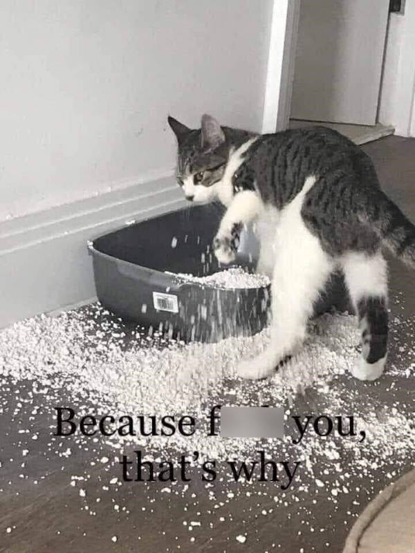 cats being absolute weirdos 37 pics 8.html - 37 HD Photos | Premium Gallery 2026