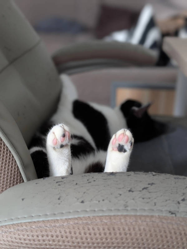 cats being absolute weirdos 37 pics 8.html - 37 HD Photos | Premium Gallery 2026