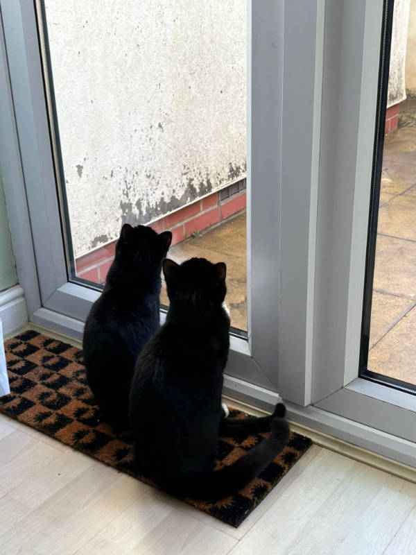 cats being absolute weirdos 37 pics 8.html - 37 HD Photos | Premium Gallery 2026