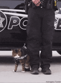 daily gifdump 56 gifs 2.html - 1 HD GIF | Premium Gallery 2026