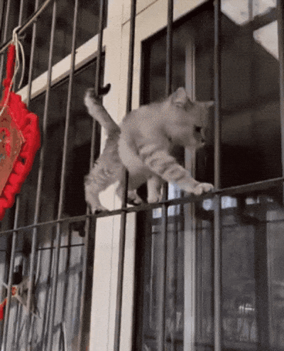 daily gifdump 56 gifs 2.html - 1 HD GIF | Premium Gallery 2026