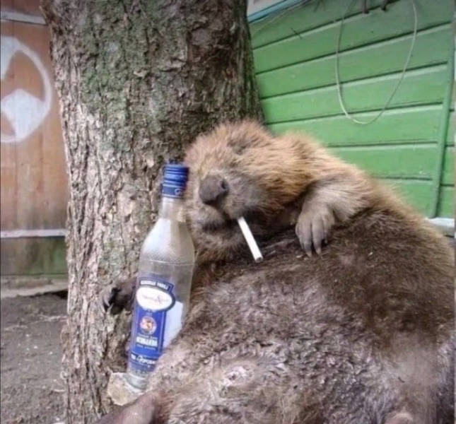 The Funniest Creatures on the Internet