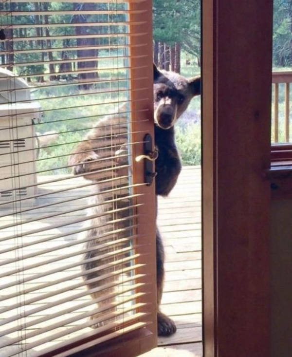 The Funniest Creatures on the Internet