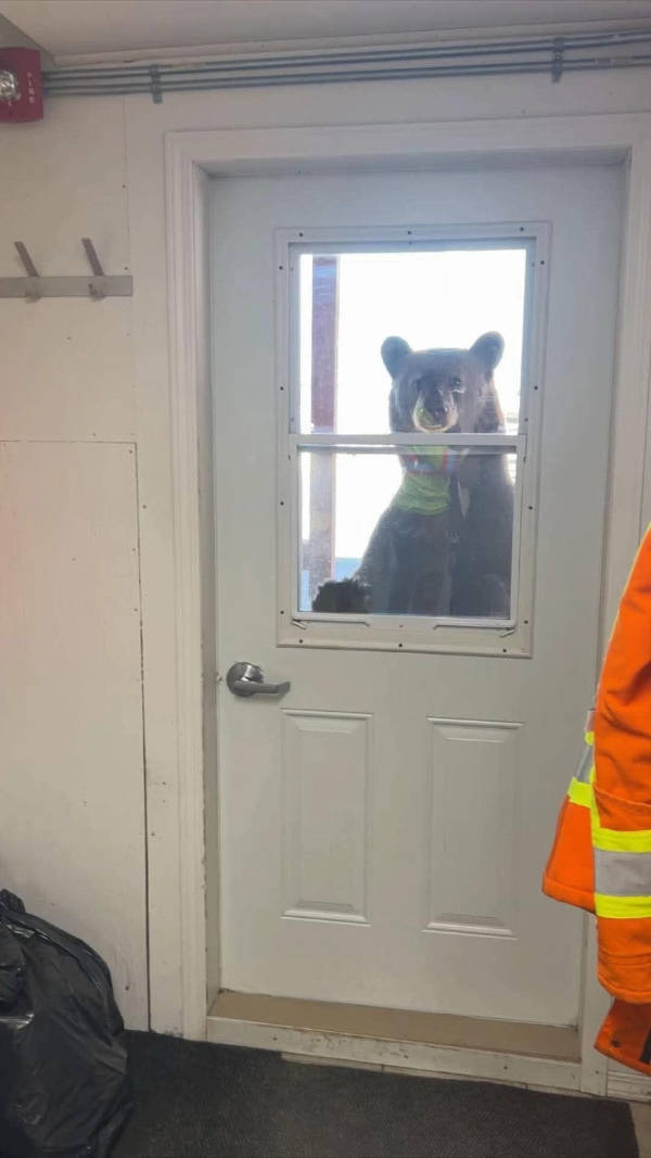 The Funniest Creatures on the Internet