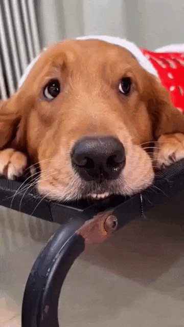 daily gifdump 53 gifs 8.html - 1 HD GIF | Premium Gallery 2026