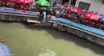 daily gifdump 53 gifs 8.html - 1 HD GIF | Premium Gallery 2026