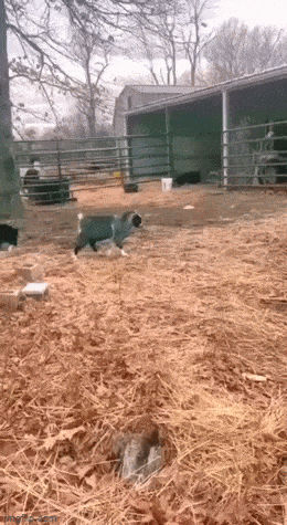 daily gifdump 53 gifs 8.html - 1 HD GIF | Premium Gallery 2026