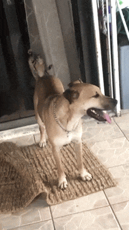 daily gifdump 53 gifs 8.html - 1 HD GIF | Premium Gallery 2026