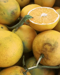 daily gifdump 53 gifs 8.html - 1 HD GIF | Premium Gallery 2026