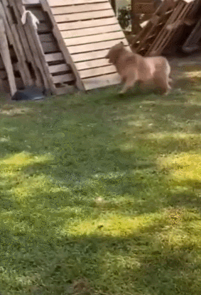 daily gifdump 52 gifs 6.html - 1 HD GIF | Premium Gallery 2026