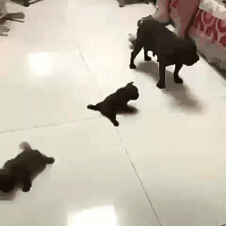 daily gifdump 52 gifs 6.html - 1 HD GIF | Premium Gallery 2026