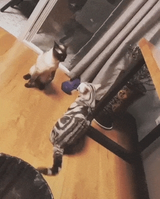 daily gifdump 52 gifs 6.html - 1 HD GIF | Premium Gallery 2026