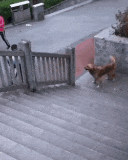 daily gifdump 52 gifs 6.html - 1 HD GIF | Premium Gallery 2026