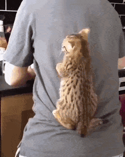 daily gifdump 52 gifs 6.html - 1 HD GIF | Premium Gallery 2026