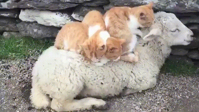 daily gifdump 52 gifs 6.html - 1 HD GIF | Premium Gallery 2026