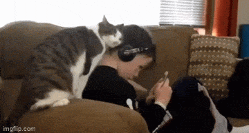 daily gifdump 52 gifs 6.html - 1 HD GIF | Premium Gallery 2026