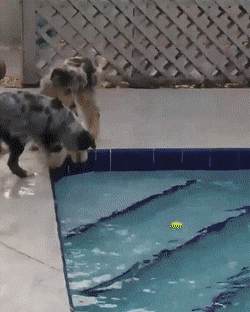 daily gifdump 47 gifs 6.html - 1 HD GIF | Premium Gallery 2026