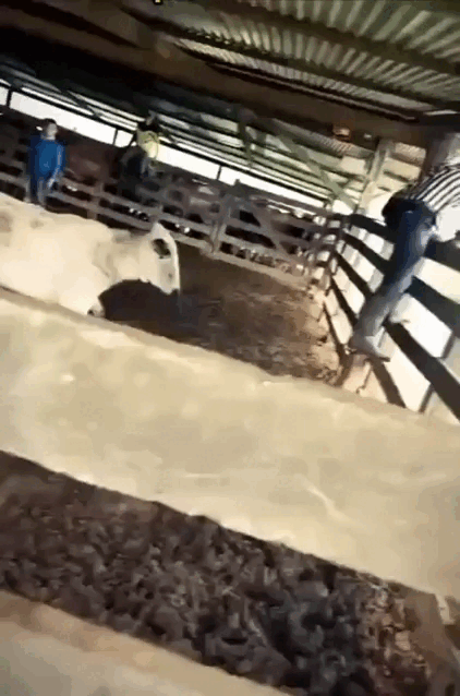 daily gifdump 47 gifs 6.html - 1 HD GIF | Premium Gallery 2026