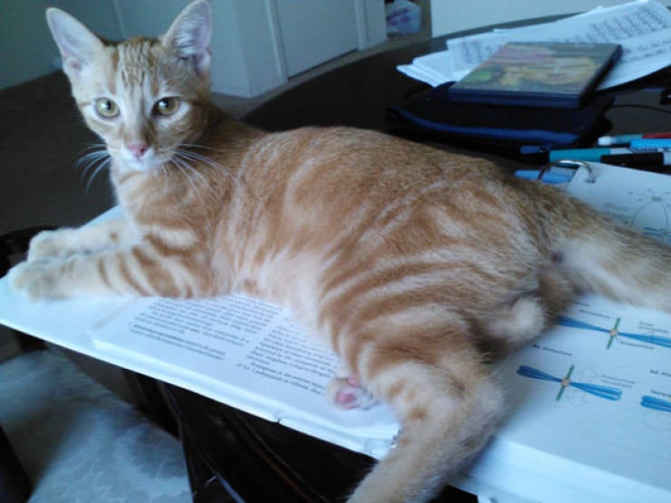 Cats Being Absolute Chaos