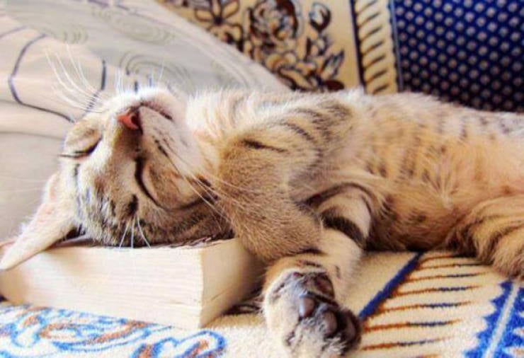 Cats Being Absolute Chaos