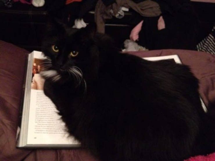 Cats Being Absolute Chaos